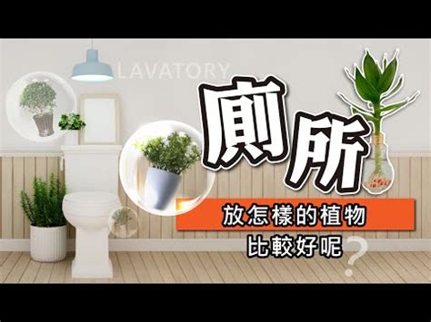 廁所植物推薦|無窗也能活！10 種最適合養在浴室、美觀好布置植栽。